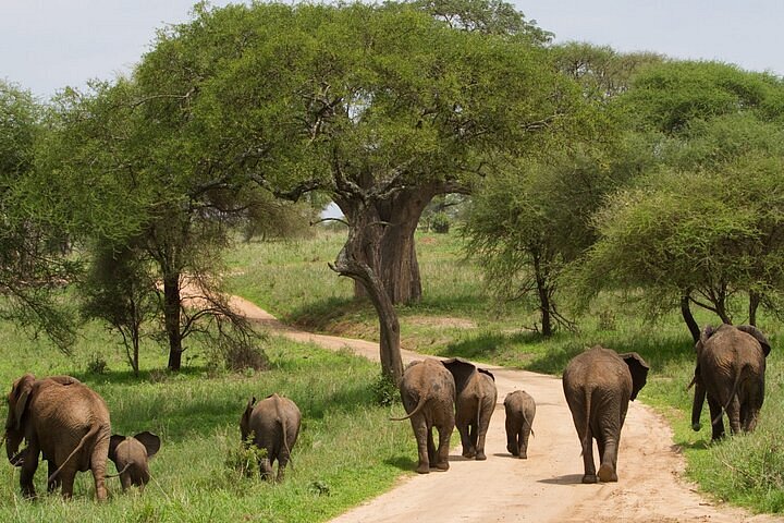 Tarangire National Park safari landscape with baobab trees